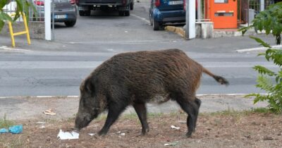 Copertina di Stefano Violati, il cugino di Maria Grazia Cucinotta muore schiantandosi in moto contro un cinghiale. Suo padre era il proprietario di Ferrarelle e Sangemini
