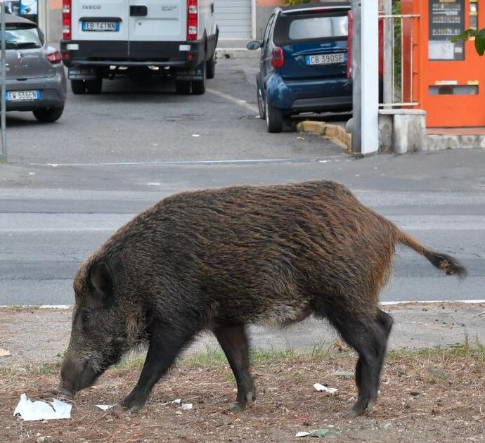 Stefano Violati, il cugino di Maria Grazia Cucinotta muore schiantandosi in moto contro un cinghiale. Suo padre era il proprietario di Ferrarelle e Sangemini