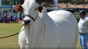 Copertina di La mucca più cara del mondo si chiama Viatina e costa 4 milioni di dollari