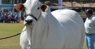 Copertina di La mucca più cara del mondo si chiama Viatina e costa 4 milioni di dollari