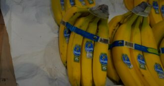 Copertina di Pagavano paramilitari terroristi in cambio di protezione in Colombia: colosso delle banane Chiquita condannato a pagare 38 milioni