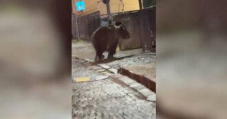 Copertina di Trentino, orso si aggira per le vie di Malé alle 2 di notte: il video