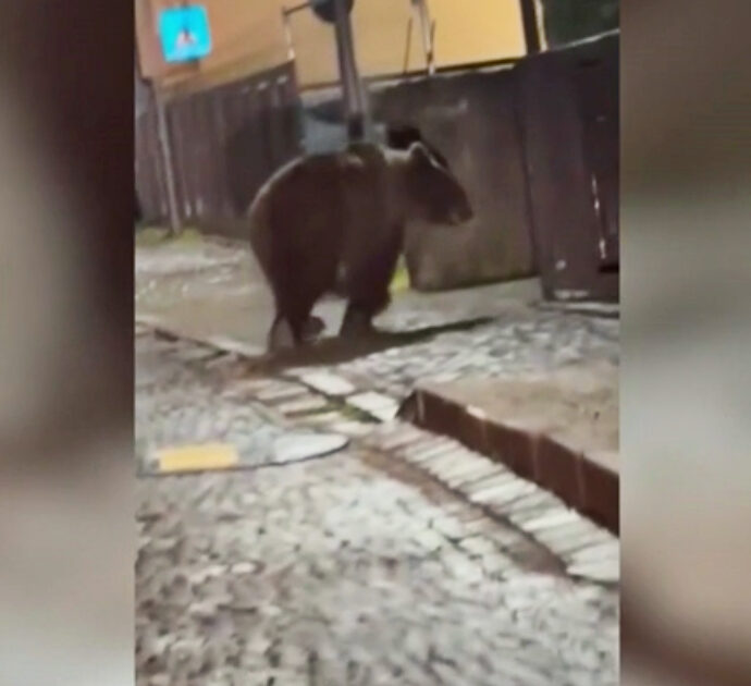 Trentino, orso si aggira per le vie di Malé alle 2 di notte: il video