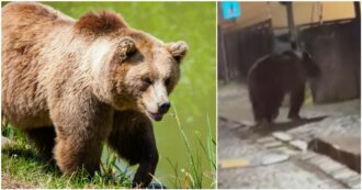 Copertina di Due orsi avvistati in Val di Sole in pochi giorni. Il Comune di Malè vuole “interventi urgenti”