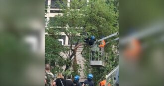 Copertina di Bologna, protesta contro l’abbattimento degli alberi al parco Don Bosco: attivista sale su una pianta e viene tirata giù con la forza