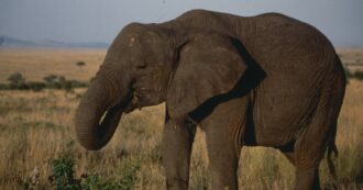 Copertina di Elefante uccide una turista durante il Safari: “L’ha scaraventata fuori dalla macchina e calpestata”