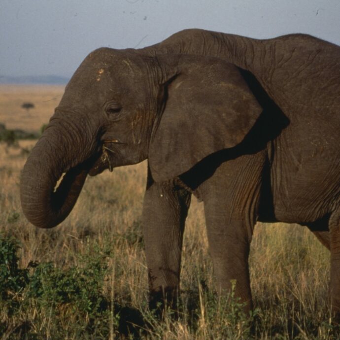 Elefante uccide una turista durante il Safari: “L’ha scaraventata fuori dalla macchina e calpestata”