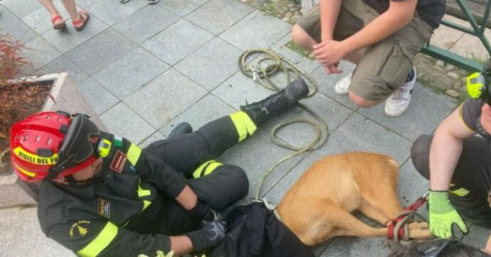 Copertina di Salva un capriolo dalle acque del Naviglio. Il gesto del ragazzo 18enne: “L’ho tirato fuori prendendolo per le corna”