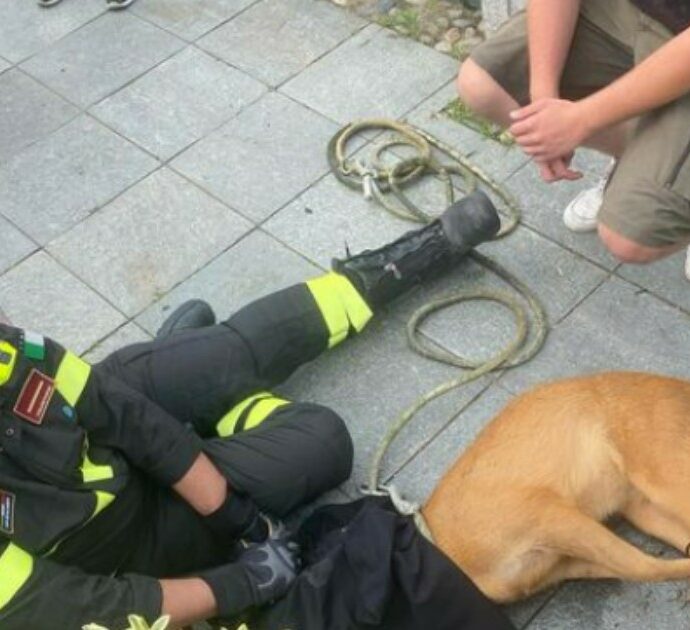 Salva un capriolo dalle acque del Naviglio. Il gesto del ragazzo 18enne: “L’ho tirato fuori prendendolo per le corna”