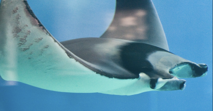 Copertina di “È stato un evento straordinario perché si tratta di animali in via di estinzione”: avvistati cinque Diavoli di Mare al largo di Ostia