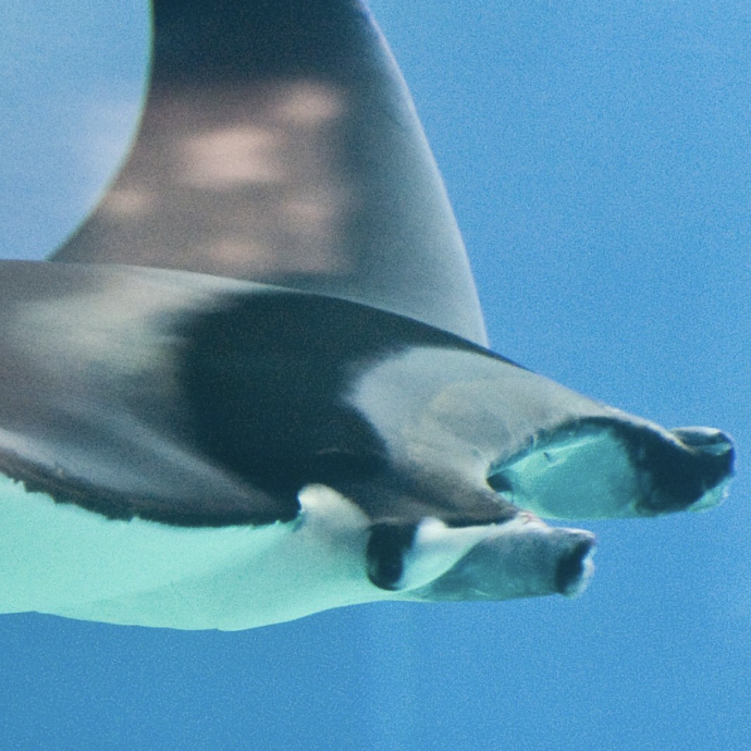 “È stato un evento straordinario perché si tratta di animali in via di estinzione”: avvistati cinque Diavoli di Mare al largo di Ostia