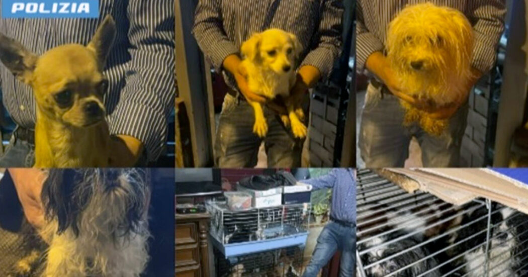 Palermo, legati al frigo o rinchiusi in gabbiette per uccelli: la polizia sequestra un allevamento abusivo con 25 cani