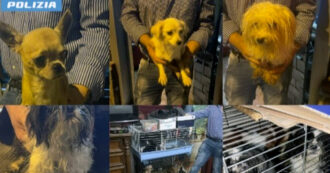 Copertina di Palermo, legati al frigo o rinchiusi in gabbiette per uccelli: la polizia sequestra un allevamento abusivo con 25 cani