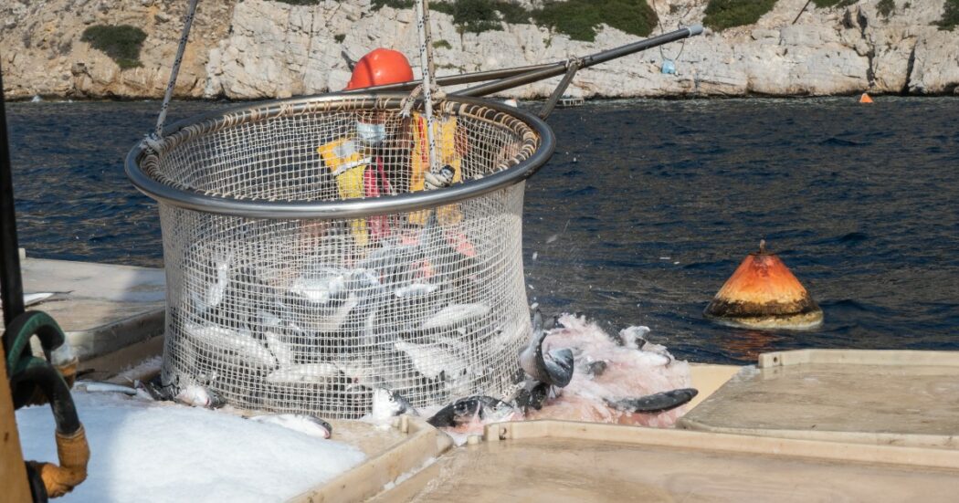 Il benessere dei pesci è importante per 4 italiani su 5: i risultati del nostro ultimo sondaggio
