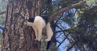 Copertina di Gatto incastrato e sospeso su un albero nel Grand Canyon in una strana posizione: ritrovato e salvato dagli agenti, i proprietari erano disperati