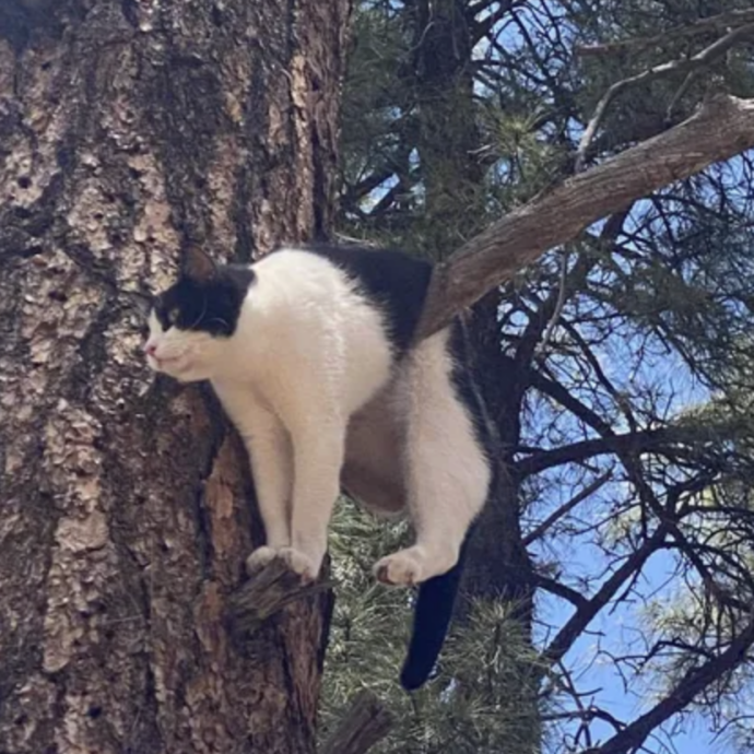 Gatto incastrato e sospeso su un albero nel Grand Canyon in una strana posizione: ritrovato e salvato dagli agenti, i proprietari erano disperati