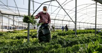 Copertina di Dall’India ai campi trevigiani Gli “schiavi” finiti in trappola