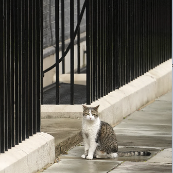 Il gatto Larry aspetta alla porta di Downing Street l’arrivo del suo sesto primo ministro: Keir Starmer