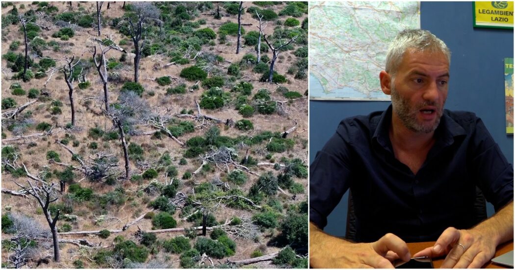 La cocciniglia devasta il polmone verde a sud di Roma, l’allarme di Legambiente: “Già persi 12mila alberi, un terzo dei pini di Castel Fusano”