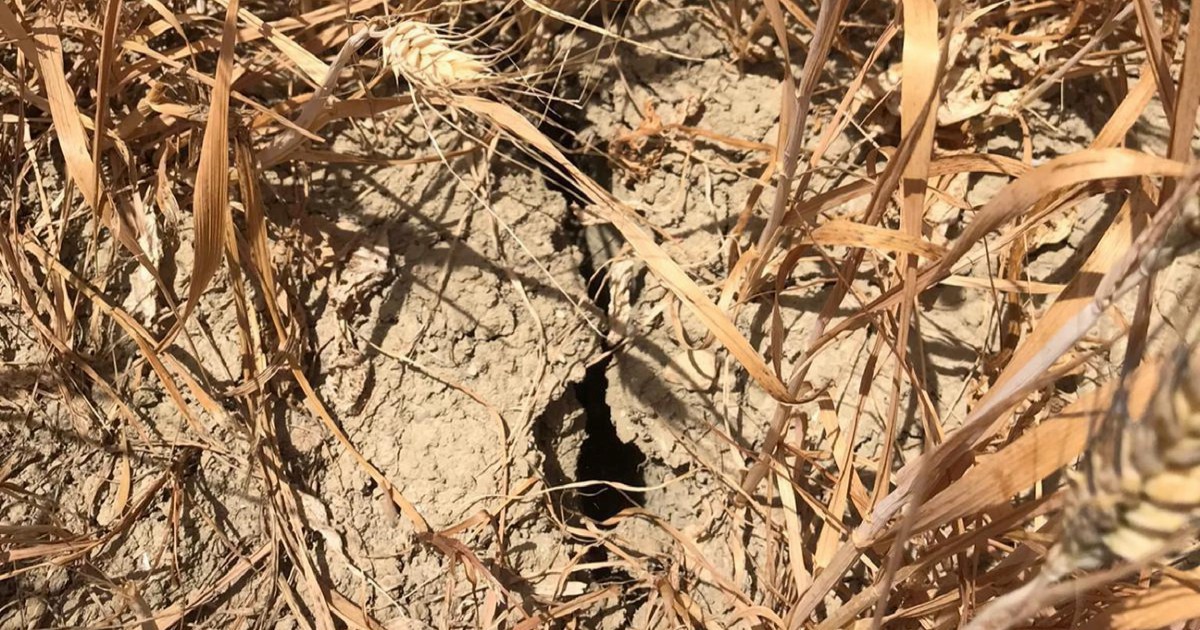 Crisi idrica in Basilicata: invasi ai minimi storici, gli agricoltori alla Regione: “Fatti, non marketing politico”