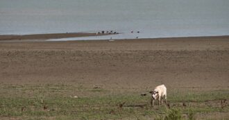 Copertina di Allarme siccità in Sicilia, il lago Rubino è dimezzato rispetto al 2023: le immagini del drone