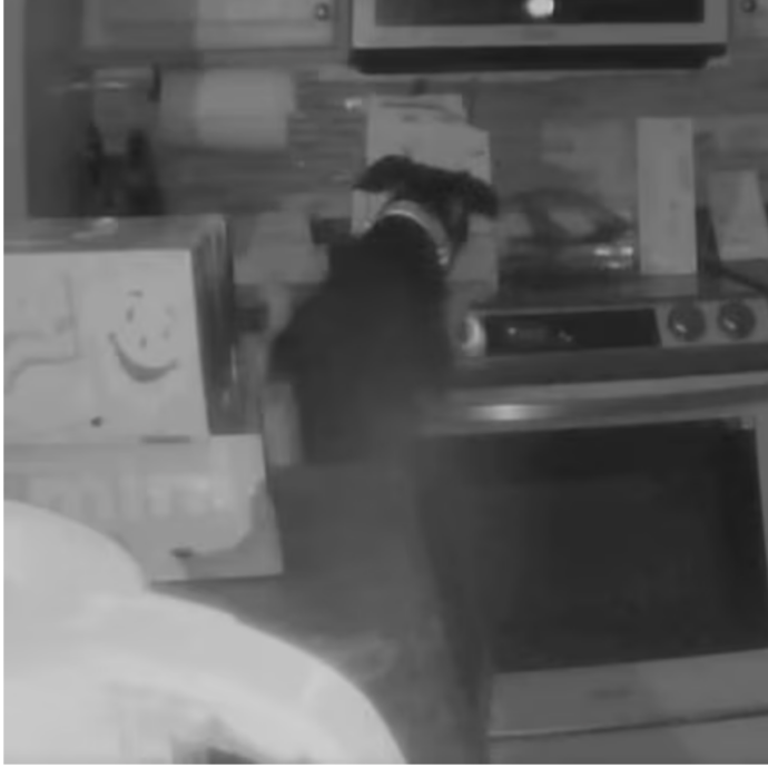 Un cucciolo curioso combina un guaio ma salva la famiglia: l’incredibile storia dell’incendio causato (e sventato) da un cane – VIDEO