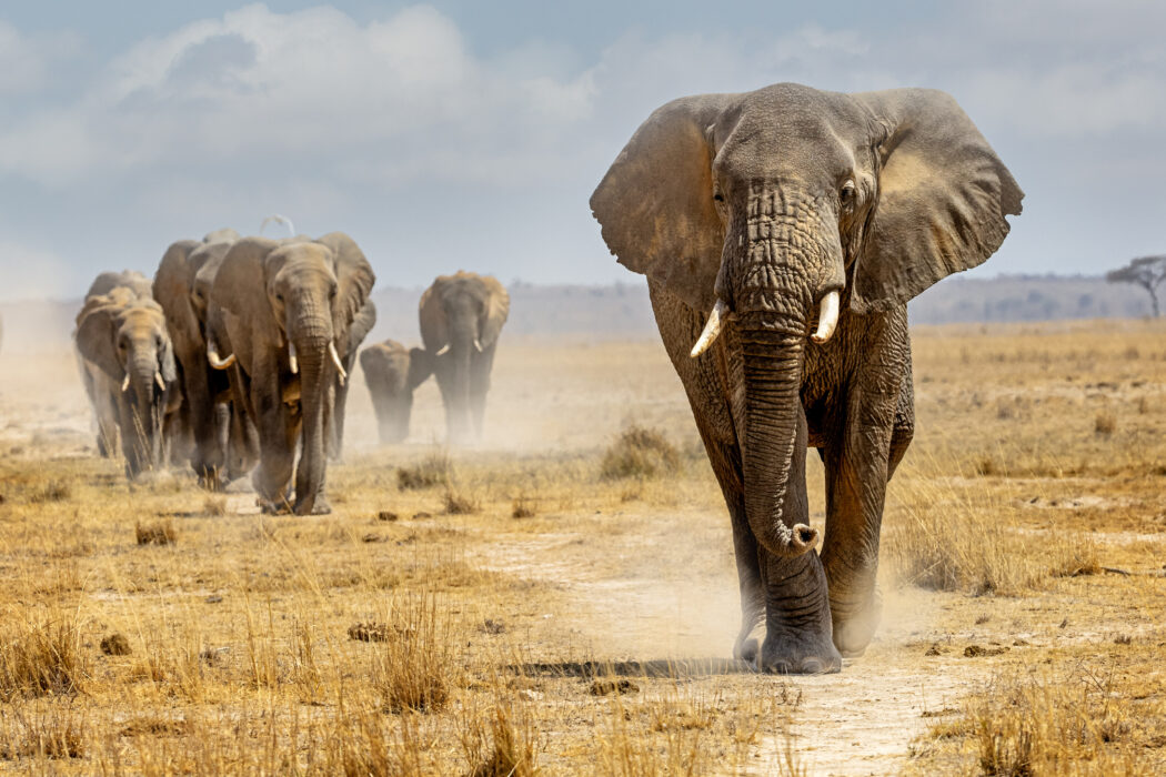 Scende dalla jeep durante il safari per fotografare gli elefanti: uno degli animali si infuria e lo attacca a morte