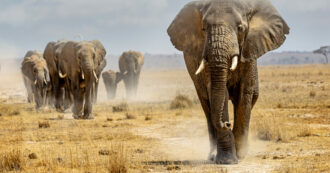 Copertina di Scende dalla jeep durante il safari per fotografare gli elefanti: uno degli animali si infuria e lo attacca a morte