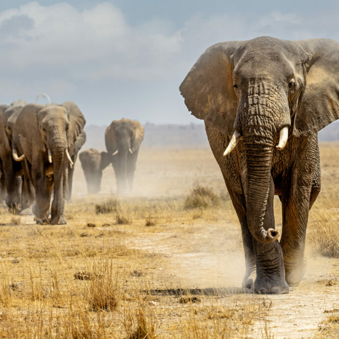 Scende dalla jeep durante il safari per fotografare gli elefanti: uno degli animali si infuria e lo attacca a morte