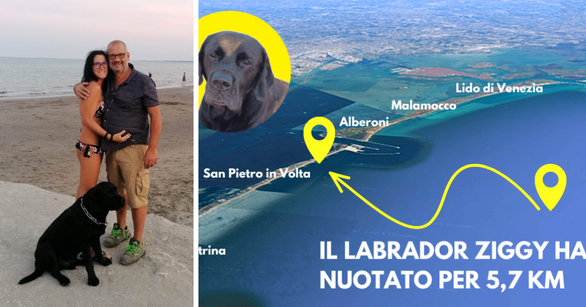 “Il nostro cane Ziggy si è tuffato dalla barca e la corrente lo ha portato via”: la disperazione dei proprietari del labrador di 8 anni e il finale inaspettato