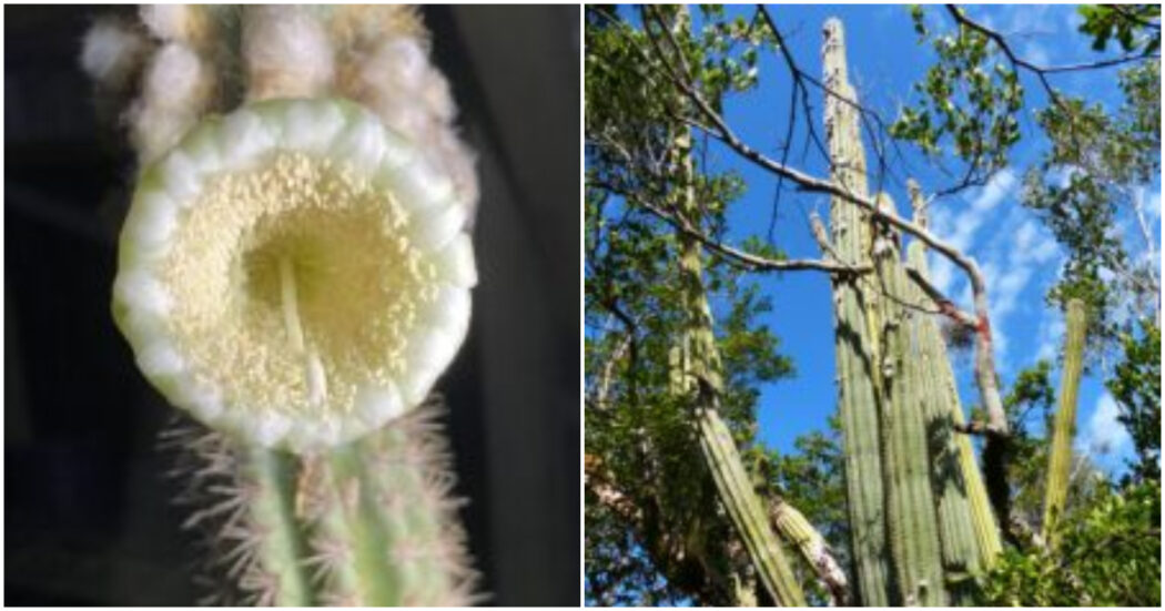 Usa, perso l’ultimo esemplare in natura del cactus “Key Largo”: è la prima estinzione locale dovuta al cambiamento climatico