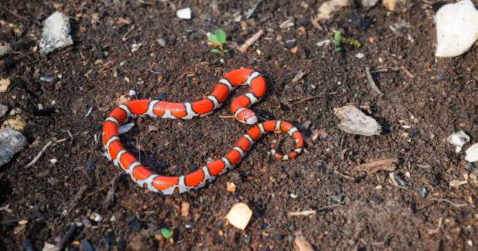 Copertina di 104 serpenti nelle tasche dei pantaloni: lo fermano alla dogana e lo arrestano