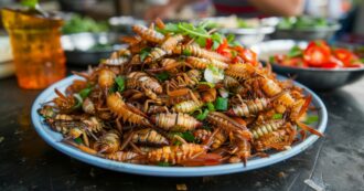 Copertina di Grilli croccanti, vermi della farina tostati e larve di scarabeo rinoceronte: ecco le 16 specie di insetti che si potranno mangiare a Singapore