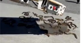 Copertina di Piovono anguille sulla pista dell’aeroporto, le urla dei dipendenti terrorizzati: “Pensavamo fossero serpenti” – VIDEO