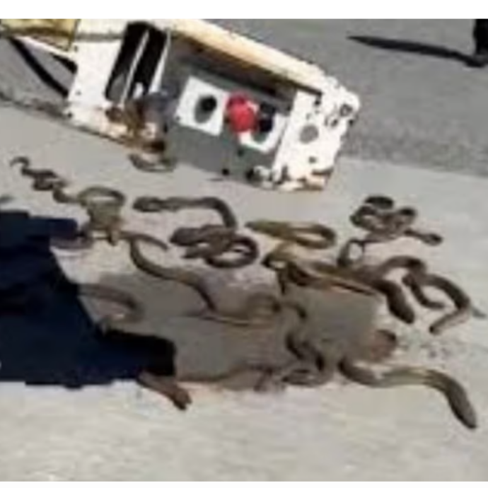 Piovono anguille sulla pista dell’aeroporto, le urla dei dipendenti terrorizzati: “Pensavamo fossero serpenti” – VIDEO