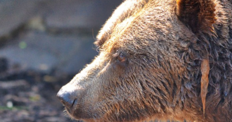 Copertina di Un orso la azzanna e la trascina in un dirupo, lei riesce a chiamare i soccorsi durante l’attacco ma non a salvarsi: morta 19enne in Romania
