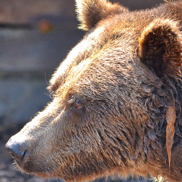 Un orso la azzanna e la trascina in un dirupo, lei riesce a chiamare i soccorsi durante l’attacco ma non a salvarsi: morta 19enne in Romania