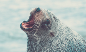 Copertina di Morso da una foca durante una vacanza: ragazzino italiano sottoposto a profilassi anti-rabbia in provincia di Padova