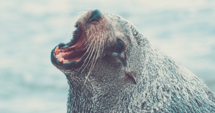 Copertina di Morso da una foca durante una vacanza: ragazzino italiano sottoposto a profilassi anti-rabbia in provincia di Padova