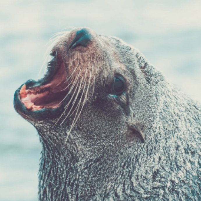 Morso da una foca durante una vacanza: ragazzino italiano sottoposto a profilassi anti-rabbia in provincia di Padova