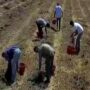 Copertina di Contro il caporalato dobbiamo rinunciare allo sfruttamento come premessa | La trave nel piatto, la rubrica di Slowfood