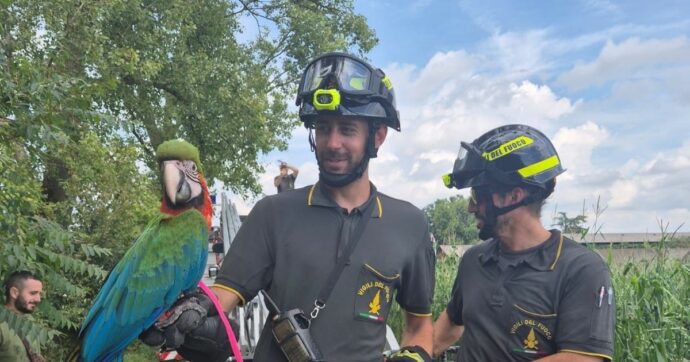 Maltempo nel Milanese, il pappagallo Polly scappa per il temporale e si rifugia su un albero: salvato dai vigili del fuoco