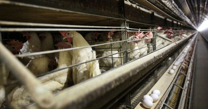 Influenza aviaria, quattro casi umani da polli di allevamento in Usa. I primi segnalati dal 2022