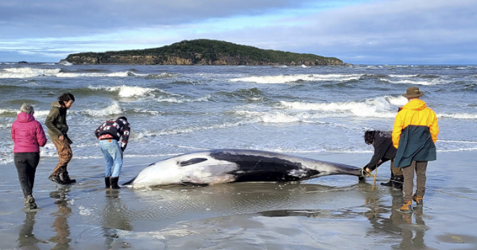 Copertina di Trovata spiaggiata una rara balena dai denti a spatola