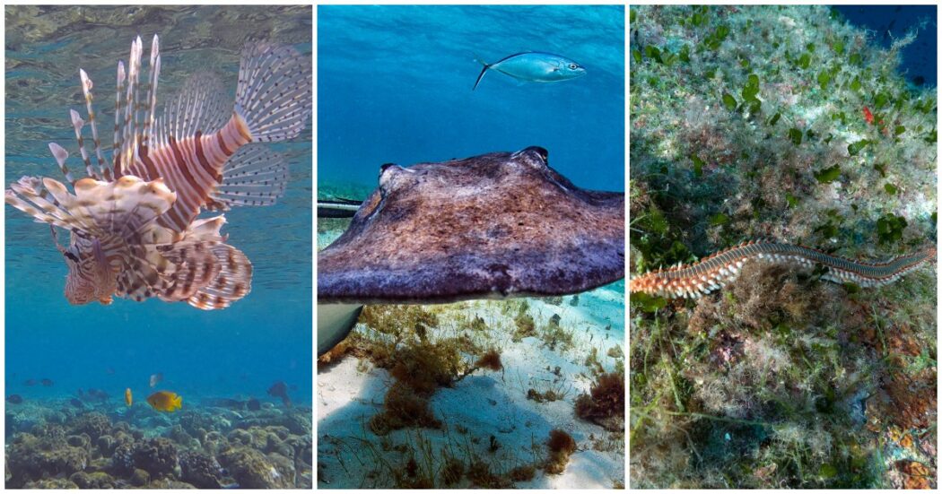 Razze, vermocani, meduse e pesci scorpione: cosa fare se ci si imbatte in una di queste specie durante le vacanze al mare? I consigli dell’esperto