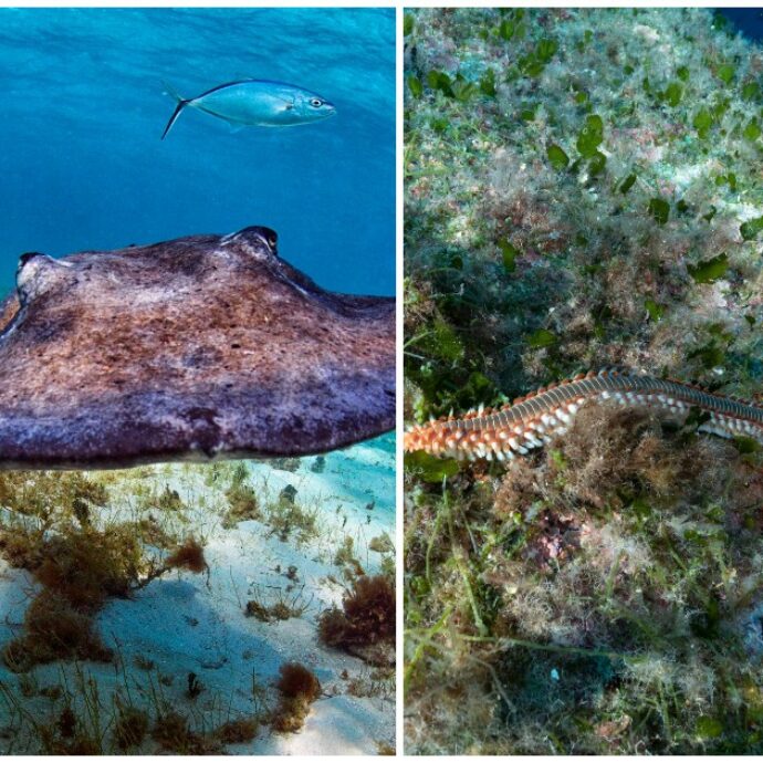 Razze, vermocani, meduse e pesci scorpione: cosa fare se ci si imbatte in una di queste specie durante le vacanze al mare? I consigli dell’esperto