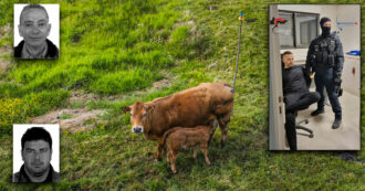 Copertina di Il ‘vitello d’oro’ della mafia del Gargano: “Assalti ai portavalori per comprare le mucche. Coi bovini soldi facili e si controlla il territorio”