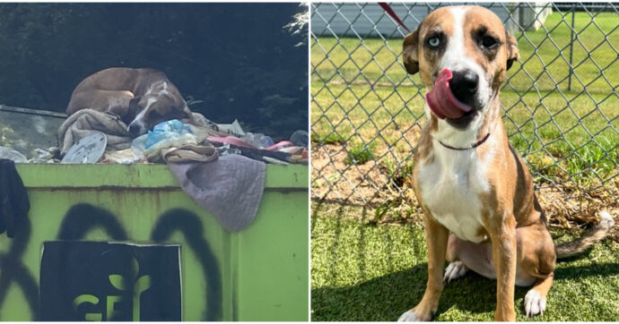 Copertina di Presa a botte per la pipì in casa e buttata nel cassonetto della spazzatura: la storia orribile della cagnolina Sadie che si è conclusa col lieto fine