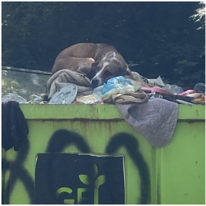 Presa a botte per la pipì in casa e buttata nel cassonetto della spazzatura: la storia orribile della cagnolina Sadie che si è conclusa col lieto fine