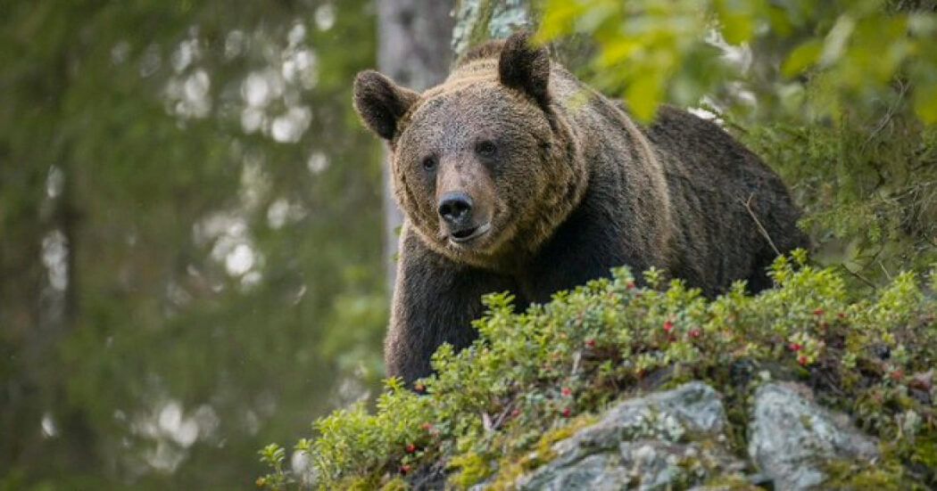 Un’altra orsa da abbattere: nel luna park del Trentino va in scena la replica del Medioevo